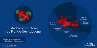 flor-de-nochebuena-produccion-atlantiasearch-2